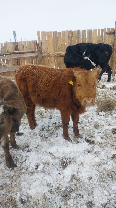 Продается бычки 2-голов