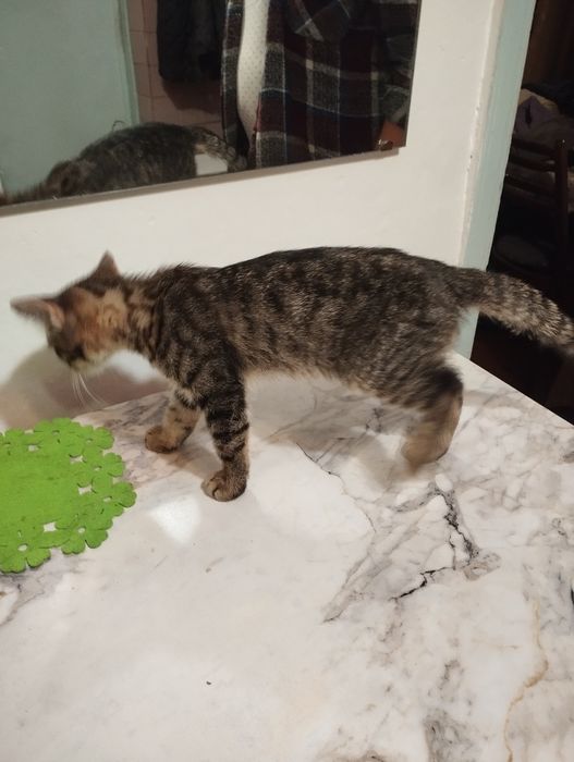 Отдам в хорошие руки!!!