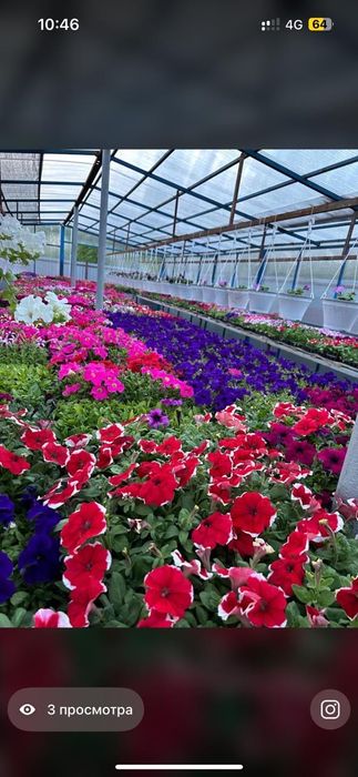 Рассада петунии и бархатцев