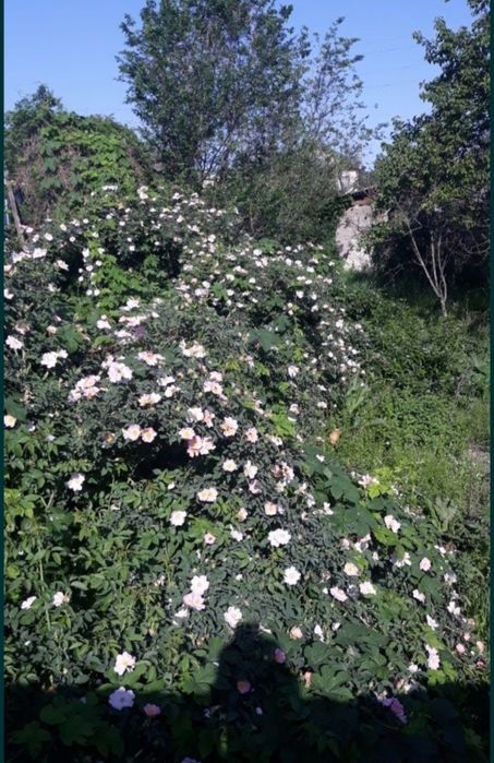 Шиповник сформированный.