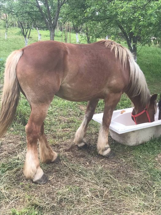 Vând iapa linia fitero