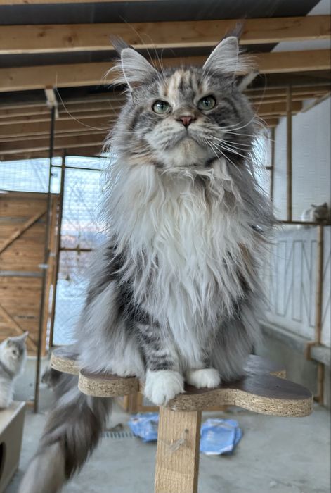 Puiut maine coon felisa autorizata