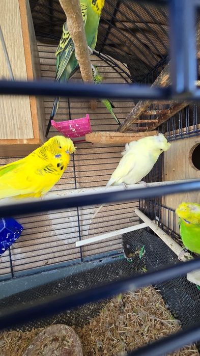 Peruș hogoromo japonez femela, moțată