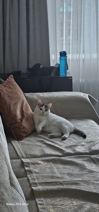 Отдадим в добрые руки. Добрый, чистый