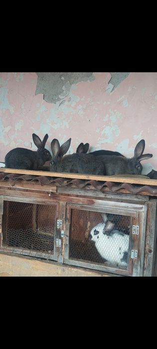 Продавам Зайци на 4м