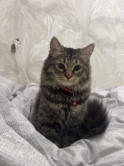 Кот Сибирский отдам