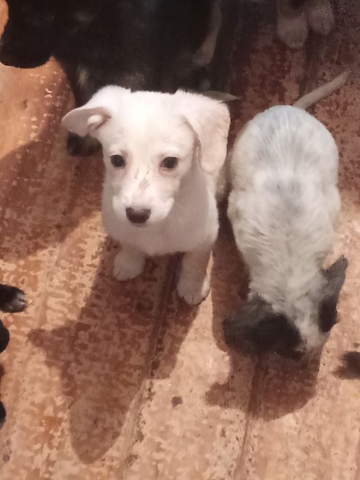 Мальчик 2 месяца метис самоеда