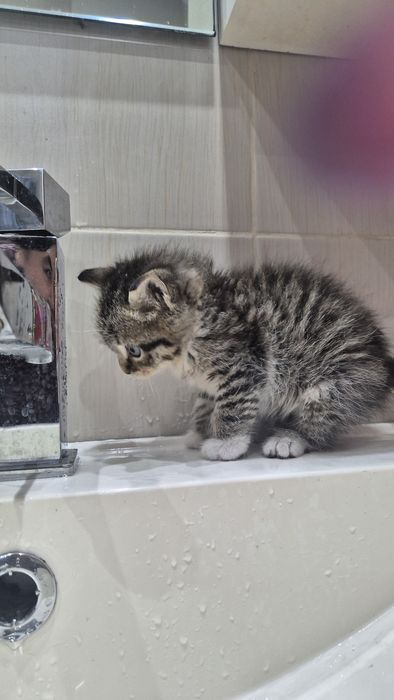 Женско котенце за осиновяване