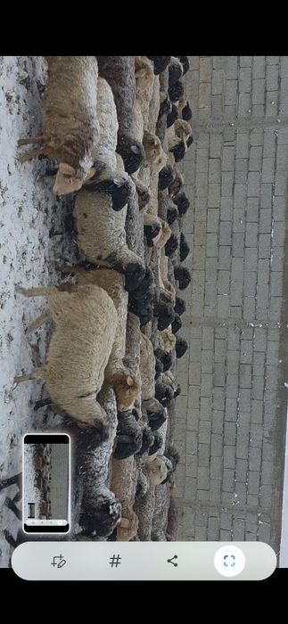 Бараны оптом и в розницу