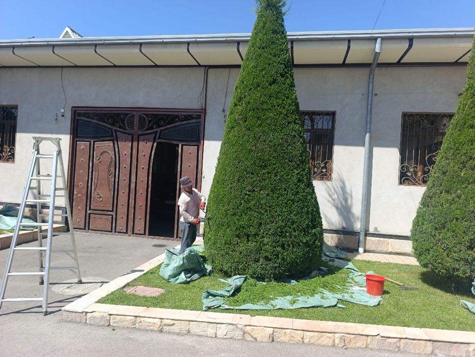 Archa kesish Арча кесиш Арча дорилаш хизмати