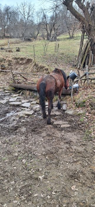 Vând iapă foarte cuminte