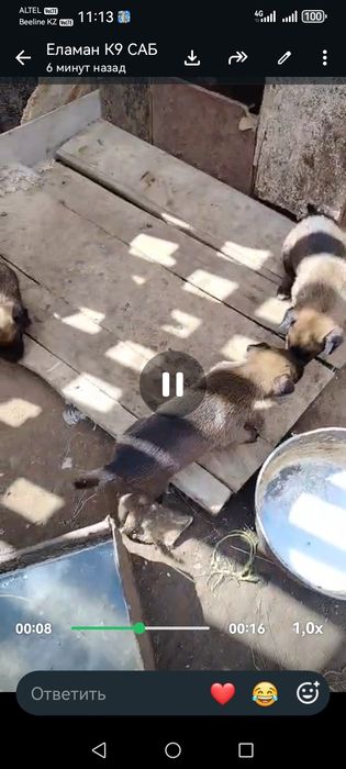 Малинуа щенки бельгийский