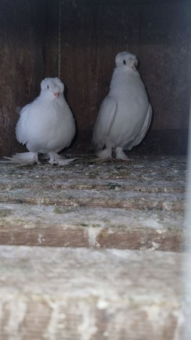 Vând pereche jucători