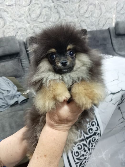 Щенок померанского шпица