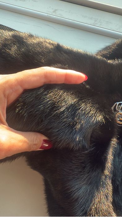 Норковая шуба с капюшоном