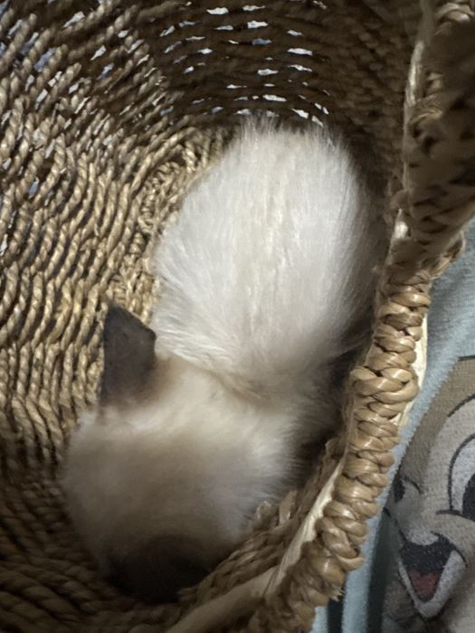 Сиамская кошка