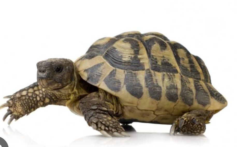 Сухопутная черепаха