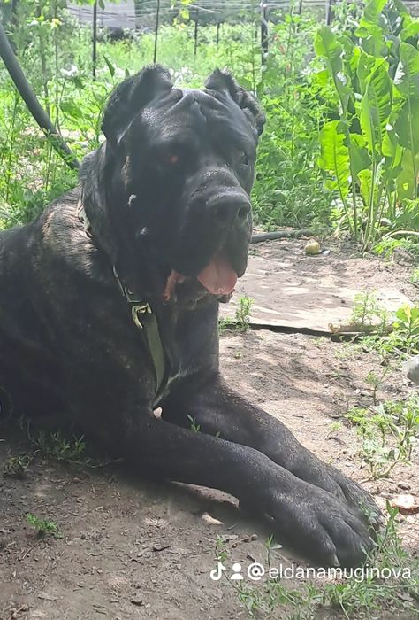 Кане-корсо Вязка