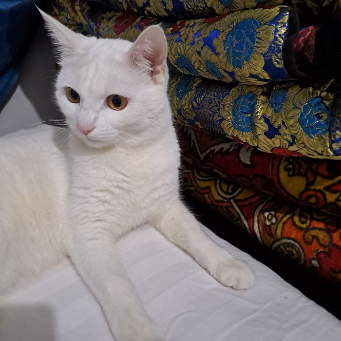 Кошка,девочка домашдомашний,9месяца бесплатно.