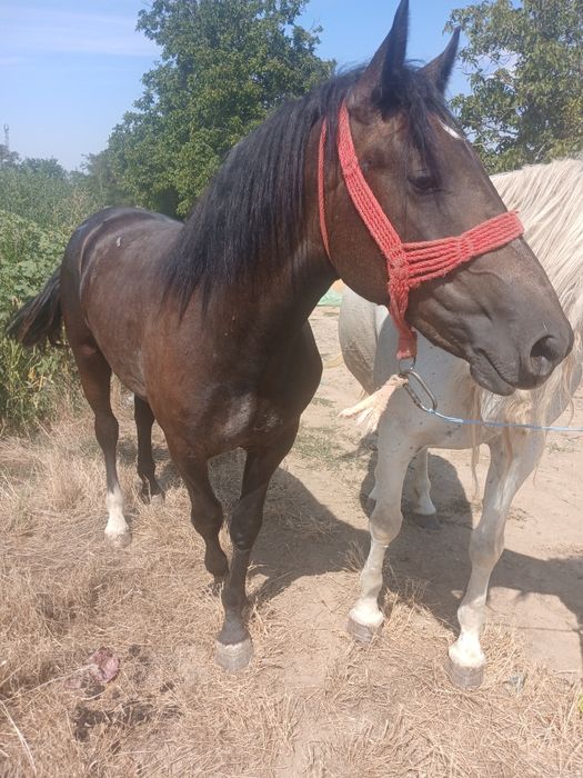 Vând maz de 1 an si 3 luni