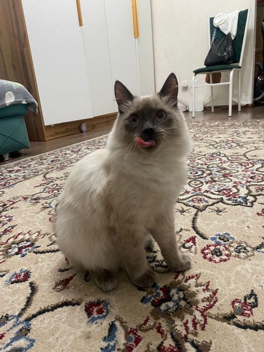 Кошка 6мес девочка