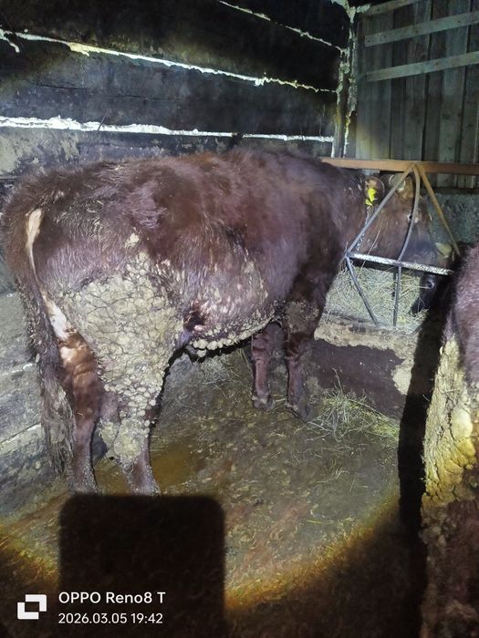 Продаю Быков и тёлок