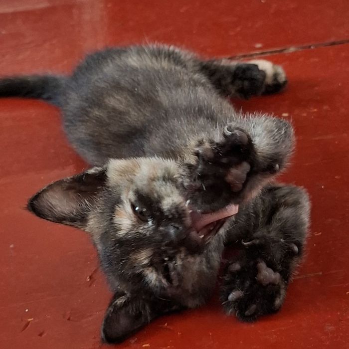 отдадим котят в добрые руки