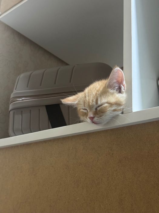 Котенка в добрые руки