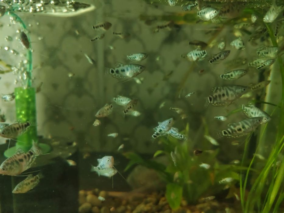 Домашние рыбки для аквариума