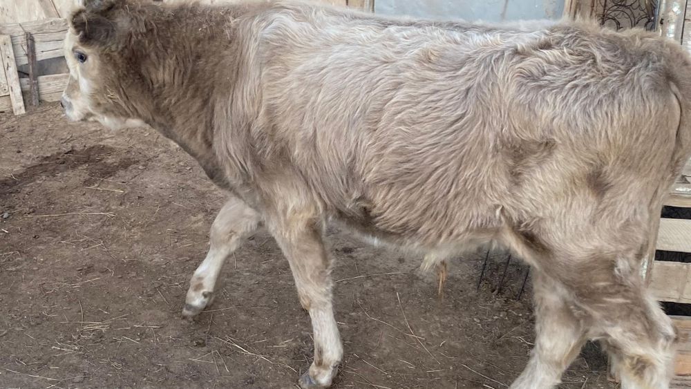 Баспак еркек баспак
