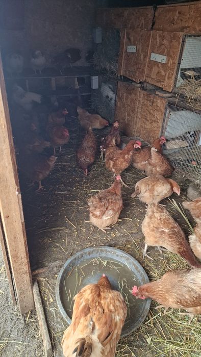 Vand găini crescute la țară cu porumb