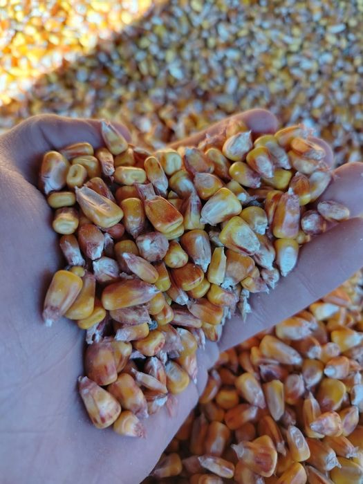 Porumb uscat prod. 2025