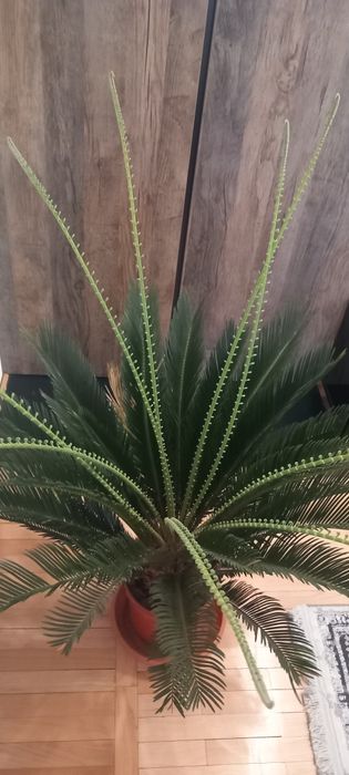 Palmier  revoluta Japonez Cycas