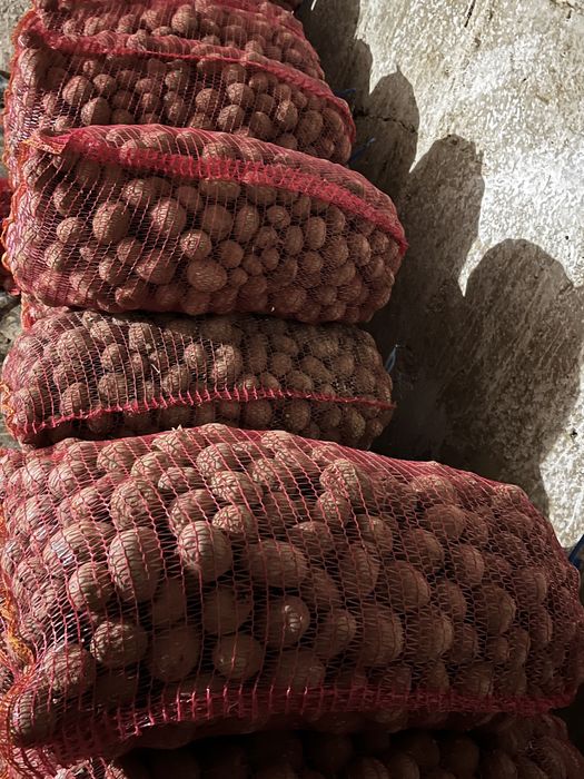 Vând cartofi rosii sămânță soiul Red Lady