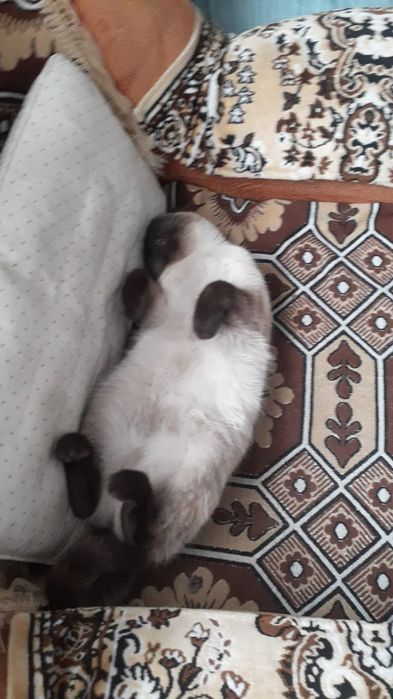 Отдам в хорошие руки