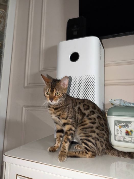 Бенгальская кошка | Чистокровная бенгальская девочка | Бенгал кошка