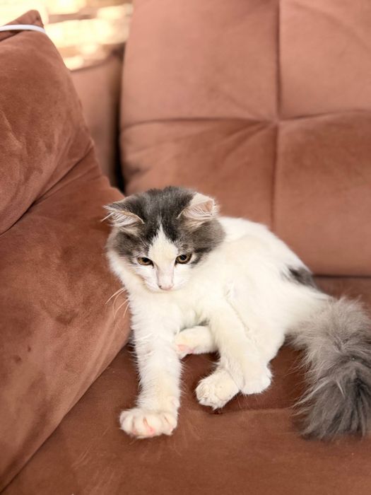 Котёнок срочно ищет дом