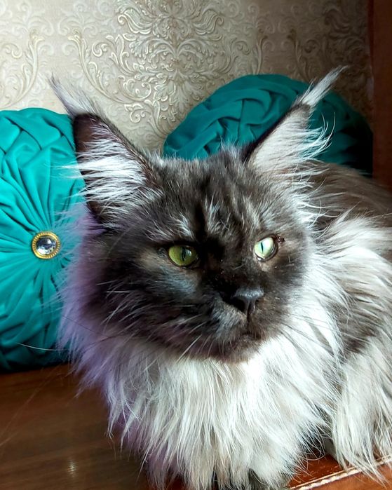 Мейн- КУНЧИКИ! Котята- Мальчики и девочки ! От 2х мес