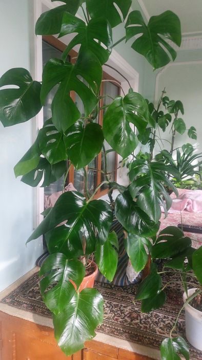 Большая,  высокая Монстерa 1.82см
