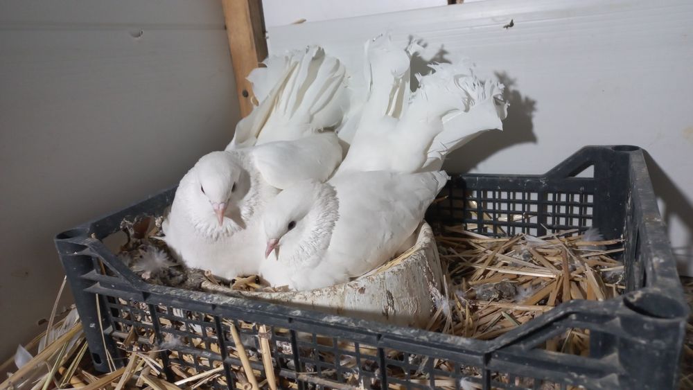 Продаются голуби