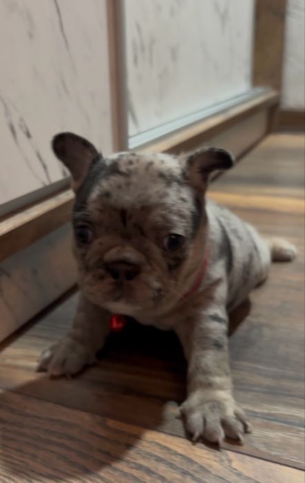 Френски булдог , марле .