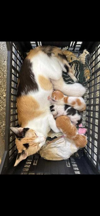 Котки различни породи