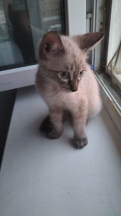 Котенок ищет дом ,2месяца 10дней