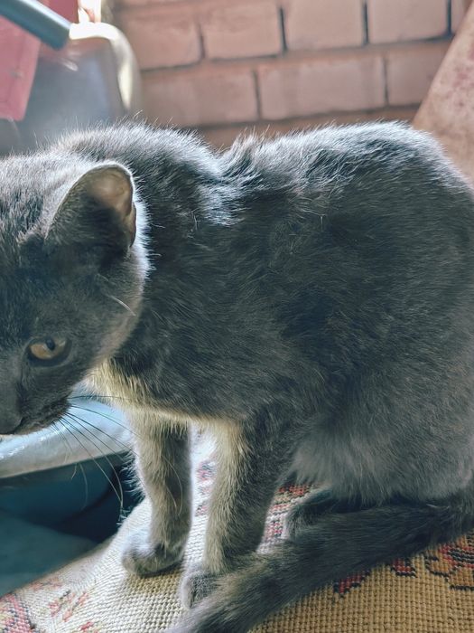 Кошка в добрые руки
