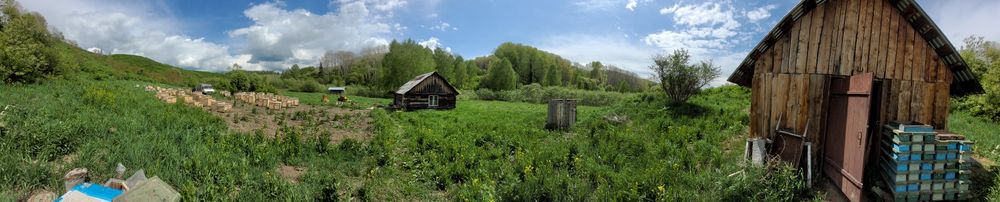 Продам пасеку  в лесу