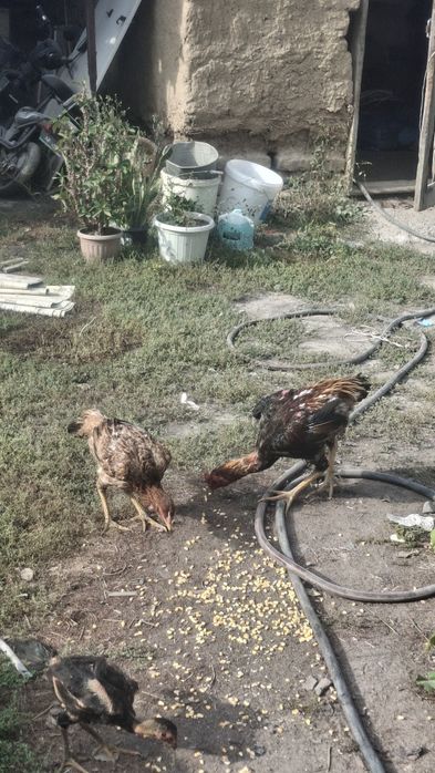 Продам курицу и петуха