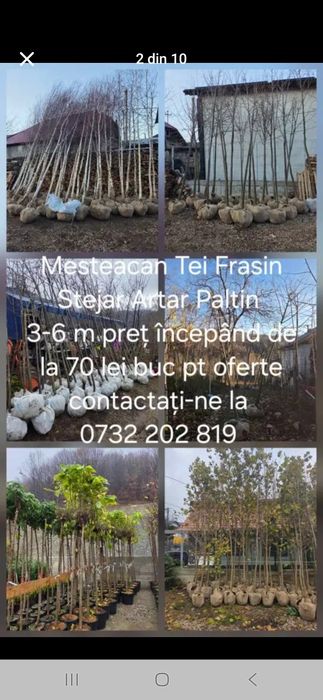 Tuia leilandy, smarald