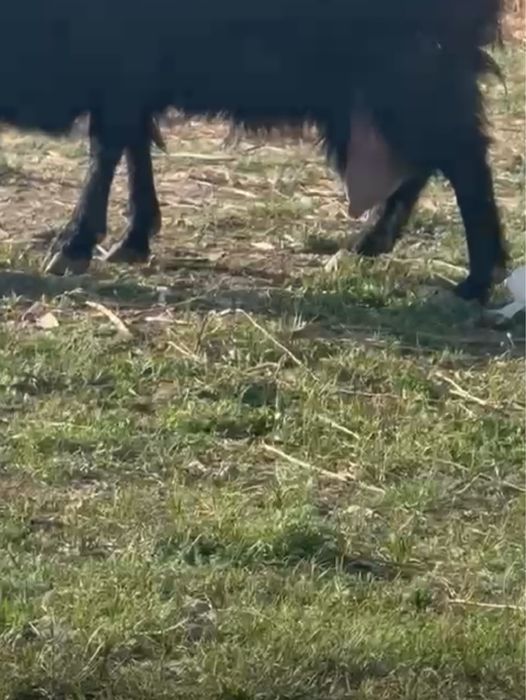 Продается дойная коза