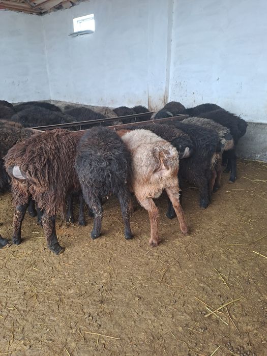 Семіз бордақы тоқталар