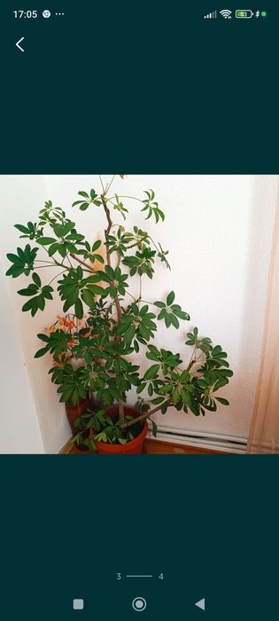 Цвете Зелена лилия 8 €; Зелена шефлера 40€; Драцена фрагранс 15€